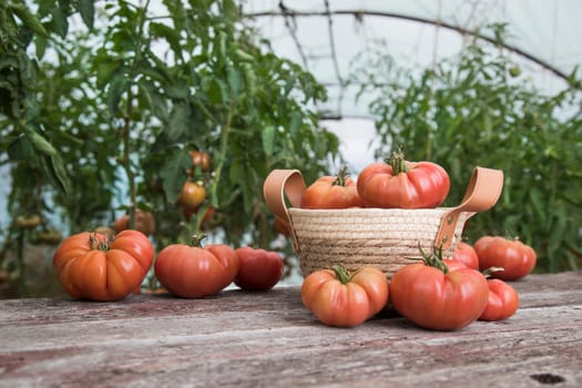 Organic food, Free red vegetables of tomato