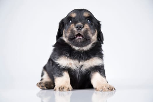 Little dog on a white background
