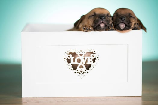 Love little dogs in are wooden deck