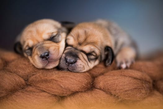 Little cute puppies are sleeping on a blanket