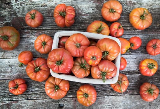 Tomatoes vegetable garden, organic products