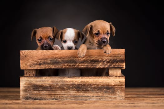 Cute little dog in a wooden crate
