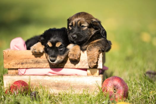 Two dog in a wooden crate on the grass