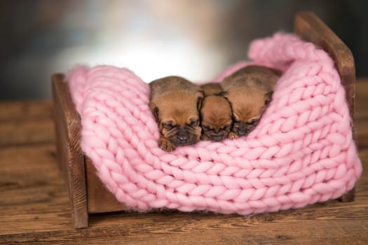 Dogs sleep on a small wooden bed