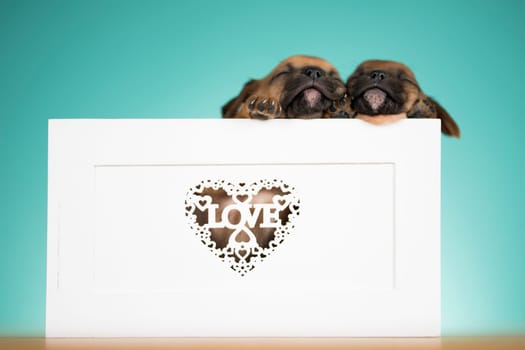 Love little dogs in are wooden deck