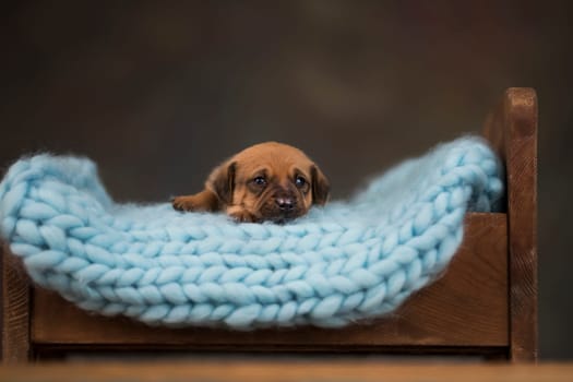 Little puppy breed is sleeping