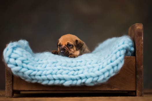 Little puppy breed is sleeping