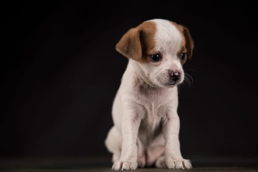 Dog on a black background