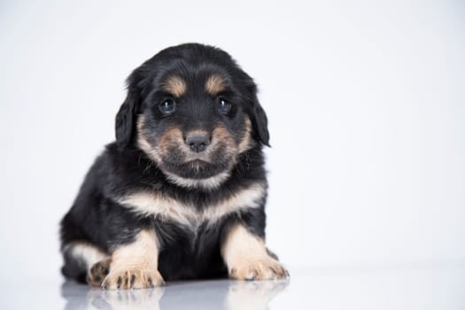 Little dog on a white background