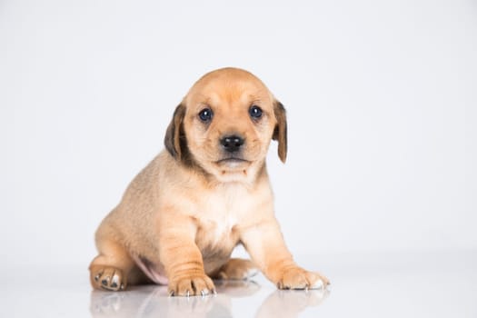 Pet, dog puppy animals concept