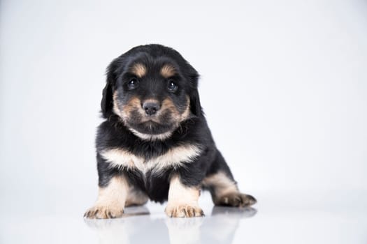 Pet, dog puppy animals concept