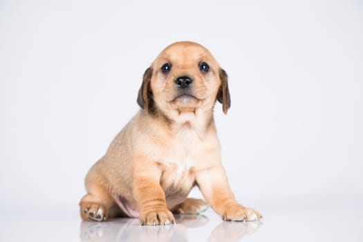 A small dog on a white background