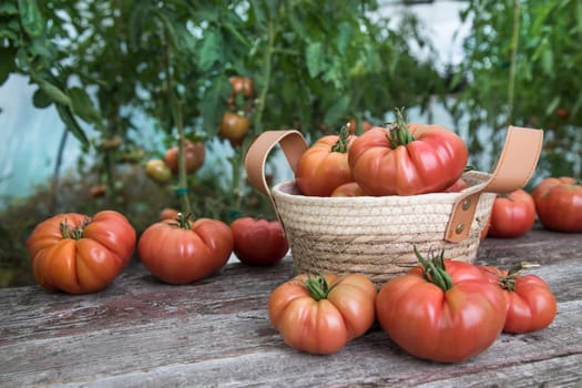 Red Tomatoes in a Greenhouse, organic food