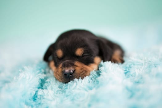 Sleeping dog in a on a blanket