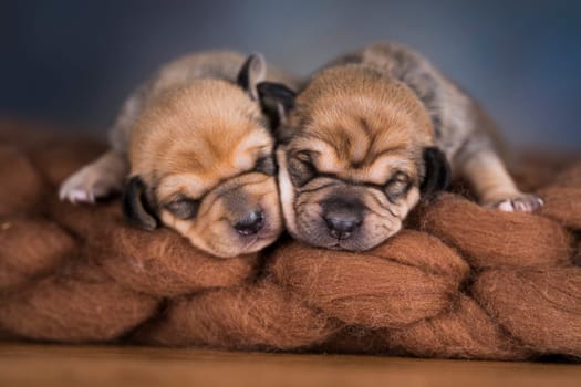 Little cute puppies are sleeping on a blanket