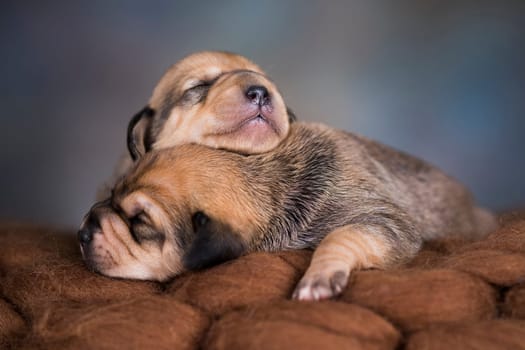 A beautiful little dog sleeps on a blanket