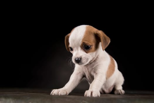 Small dog on a black background