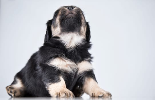 Pet, dog puppy animals concept