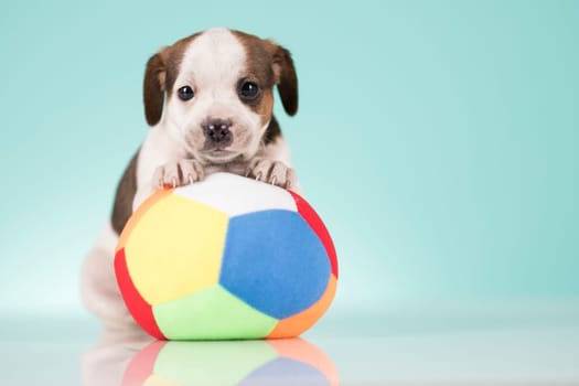 Puppy dog is playing with a ball