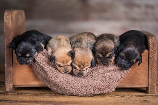 Little puppy breed is sleeping