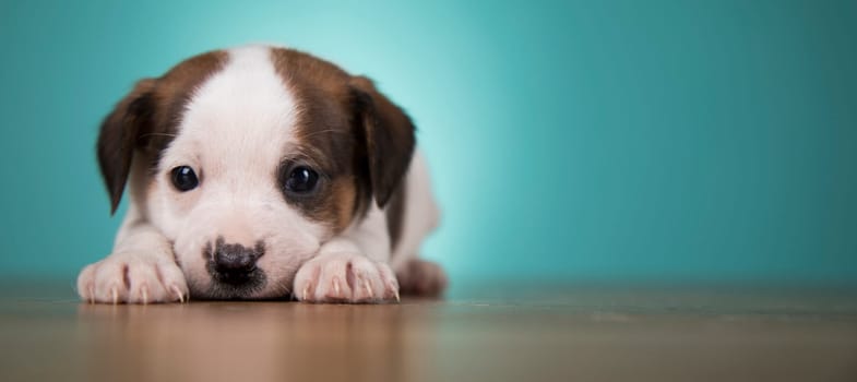 Cute puppy dog, animals concept