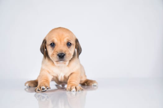 Little dog on a white background