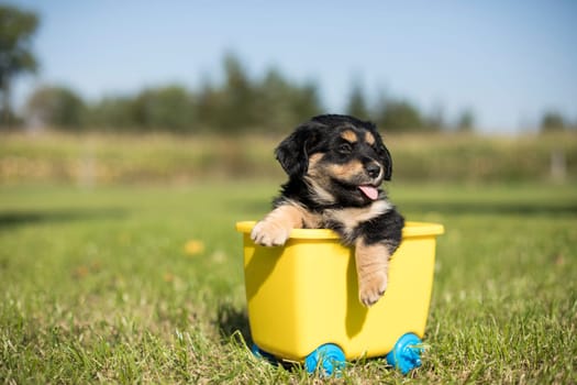 Little dog in a toy wagon on the grass