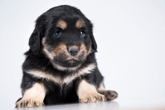 Pet, dog puppy animals concept