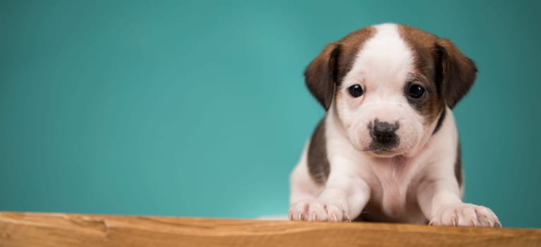 Cute puppy dog, animals concept