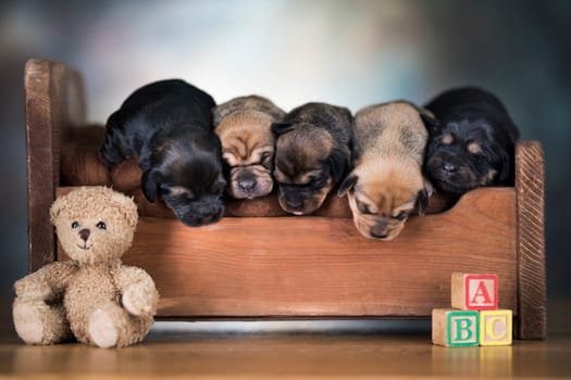 The dogs sleep on a wooden bed