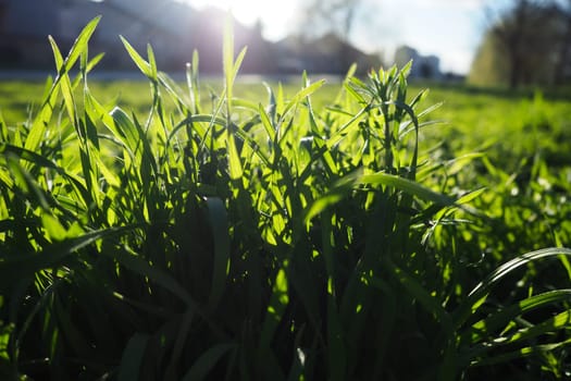 Young juicy green grass in the rays of the morning sun against the blue sky. Spring in Serbia. Sunny March. The trees have not yet released their leaves. Grass close-up, shallow depth of field.