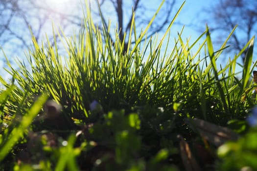 Young juicy green grass in the rays of the morning sun against the blue sky. Spring in Serbia. Sunny March. The trees have not yet released their leaves. Grass close-up, shallow depth of field.