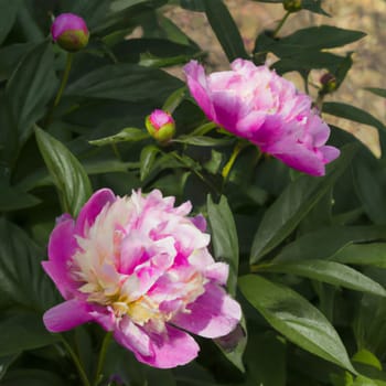 Beautiful pink peony flowers close up. Peony is a genus of herbaceous perennials and deciduous shrubs, tree-like peonies. Peony family Paeoniaceae, previously was assigned to Ranunculaceae family.