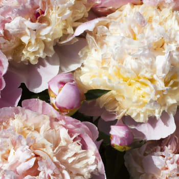 Beautiful pink peony flowers close up. Peony is a genus of herbaceous perennials and deciduous shrubs, tree-like peonies. Peony family Paeoniaceae, previously was assigned to Ranunculaceae family.
