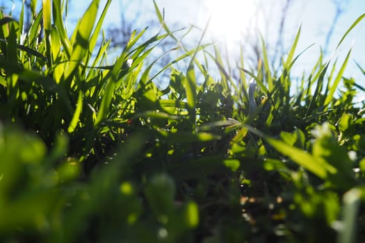 Young juicy green grass in the rays of the morning sun against the blue sky. Spring in Serbia. Sunny March. The trees have not yet released their leaves. Grass close-up, shallow depth of field.