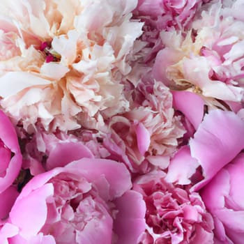 Beautiful pink peony flowers close up. Peony is a genus of herbaceous perennials and deciduous shrubs, tree-like peonies. Peony family Paeoniaceae, previously was assigned to Ranunculaceae family.