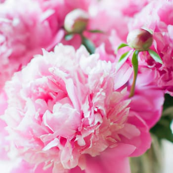 Beautiful pink peony flowers close up. Peony is a genus of herbaceous perennials and deciduous shrubs, tree-like peonies. Peony family Paeoniaceae, previously was assigned to Ranunculaceae family.