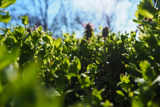 Young juicy green grass in the rays of the morning sun against the blue sky. Spring in Serbia. Sunny March. The trees have not yet released their leaves. Grass close-up, shallow depth of field.