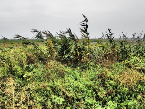 Common reed, or southern reed, Phragmites australis, a tall perennial grass of the genus Reed. Flora of the estuary. Moisture-loving plant. Soils with close standing groundwater. Stormy weather