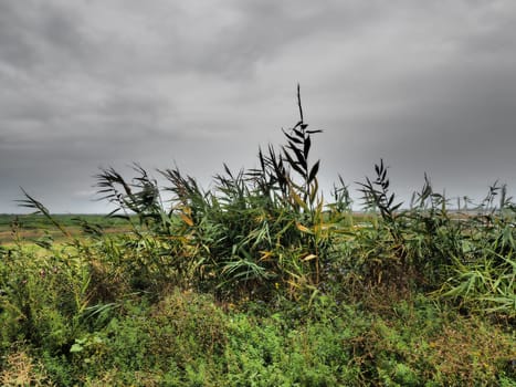 Common reed, or southern reed, Phragmites australis, a tall perennial grass of the genus Reed. Flora of the estuary. Moisture-loving plant. Soils with close standing groundwater. Stormy weather