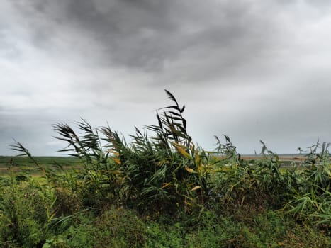 Common reed, or southern reed, Phragmites australis, a tall perennial grass of the genus Reed. Flora of the estuary. Moisture-loving plant. Soils with close standing groundwater. Stormy weather