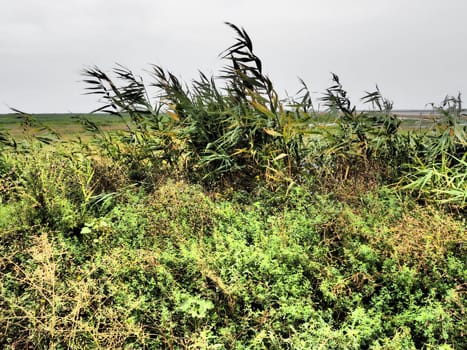 Common reed, or southern reed, Phragmites australis, a tall perennial grass of the genus Reed. Flora of the estuary. Moisture-loving plant. Soils with close standing groundwater. Stormy weather