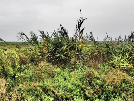 Common reed, or southern reed, Phragmites australis, a tall perennial grass of the genus Reed. Flora of the estuary. Moisture-loving plant. Soils with close standing groundwater. Stormy weather