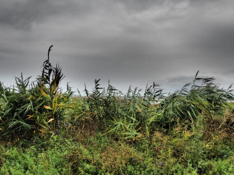 Common reed, or southern reed, Phragmites australis, a tall perennial grass of the genus Reed. Flora of the estuary. Moisture-loving plant. Soils with close standing groundwater. Stormy weather