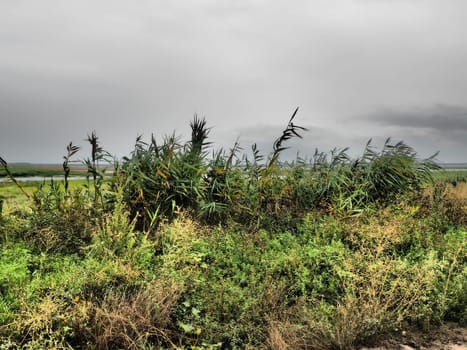 Common reed, or southern reed, Phragmites australis, a tall perennial grass of the genus Reed. Flora of the estuary. Moisture-loving plant. Soils with close standing groundwater. Stormy weather