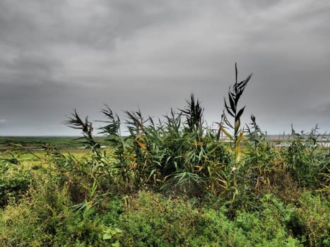 Common reed, or southern reed, Phragmites australis, a tall perennial grass of the genus Reed. Flora of the estuary. Moisture-loving plant. Soils with close standing groundwater. Stormy weather