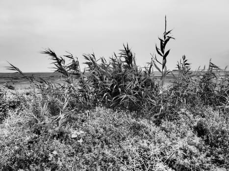 Common reed, or southern reed, Phragmites australis, a tall perennial grass of the genus Reed. Flora of the estuary. Black and white monochrome. Soils with close standing groundwater. Stormy weather