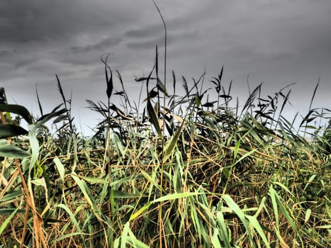 Common reed, or southern reed, Phragmites australis, a tall perennial grass of the genus Reed. Flora of the estuary. Moisture-loving plant. Soils with close standing groundwater. Stormy weather