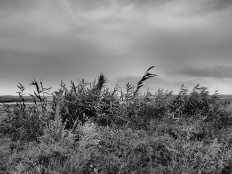 Common reed, or southern reed, Phragmites australis, a tall perennial grass of the genus Reed. Flora of the estuary. Black and white monochrome. Soils with close standing groundwater. Stormy weather