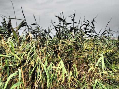 Common reed, or southern reed, Phragmites australis, a tall perennial grass of the genus Reed. Flora of the estuary. Moisture-loving plant. Soils with close standing groundwater. Stormy weather